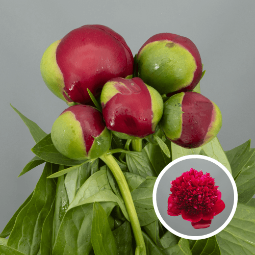 Peonia Red Charm, Granate, 1 tallos, 50cm