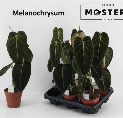 Filodendro Melanochrysum