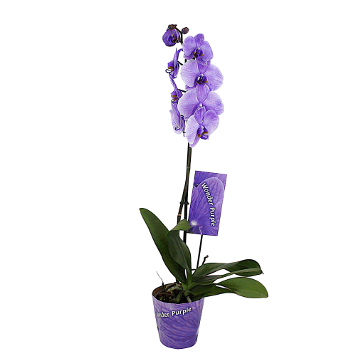 Orquídea Phalaenopsis Morada de 1 Vara (Teñida), Planta de 70 cm de alto