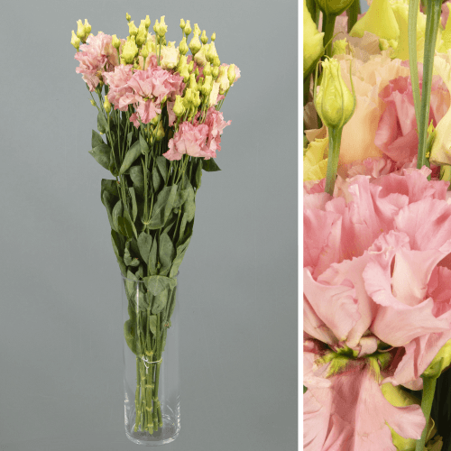 Lisianthus Doble Corelli Coral