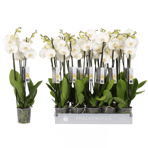 Orquídea Phalaenopsis Blanca White World de 3 Varas, Planta de 70 cm de alto