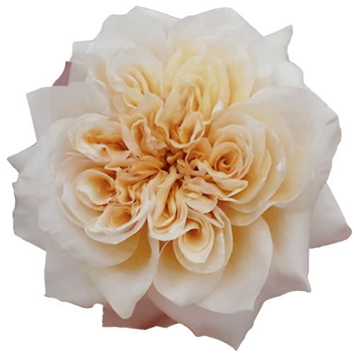 Rosa de Jardin Issei