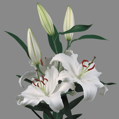 Lilium Oriental Santander 3