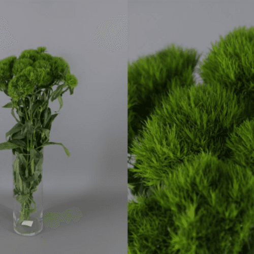 Clavel Barb Green Ball