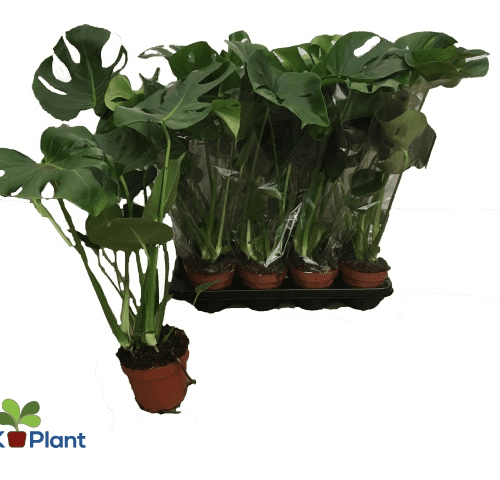 Pack de 8 Monstera deliciosa (costela-de-adão) 45 cm