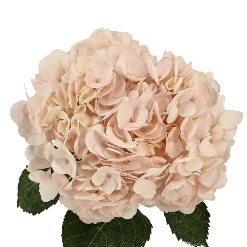Hortensia Rosa Claro Teñida, Flor fresca de 60 cm de largo, ramo de 15 tallos