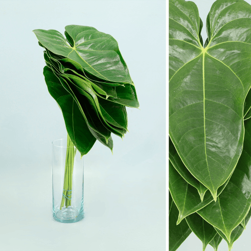 Folha de Anthurium Verde