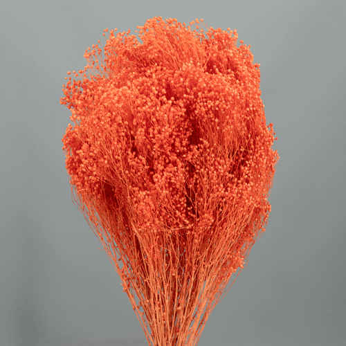 Giesta seca rosa empoado