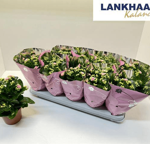 Kalanchoe de Flor Dobrada Rosa (conjunto de 10 plantas de 25 cm), Planta de 25 cm de altura, conjunto de 10 unidades