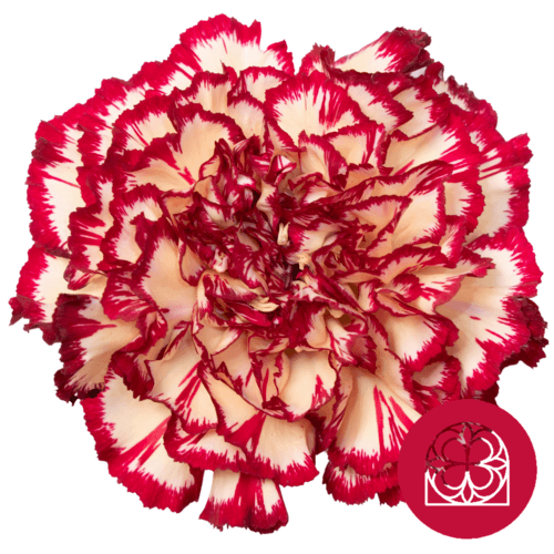 Clavell Vermell i Groc Jaspiat, Flor fresca de 60 cm de llarg, ram de 40 tiges