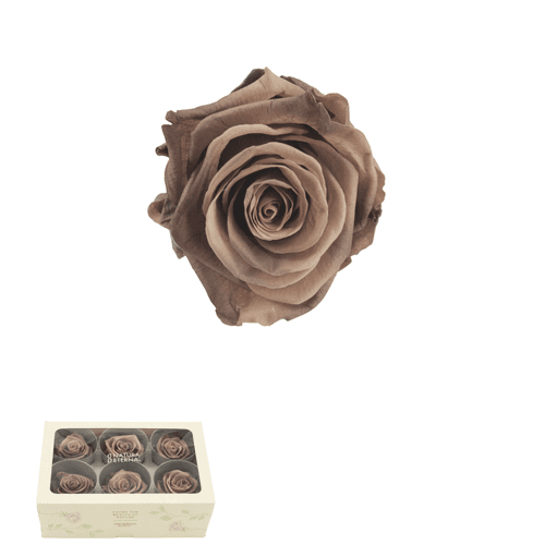 Cabezas de Rosa Preservada Gris