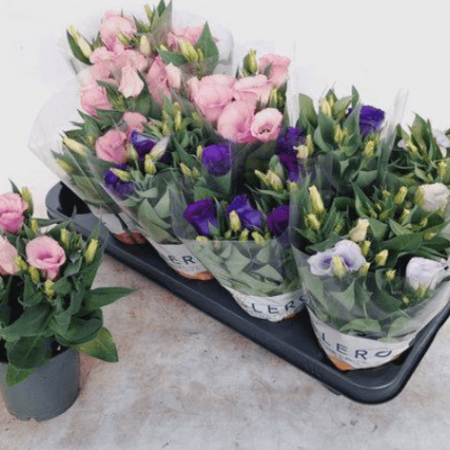 Lisianthus Bolero en cores variadas (eustoma)