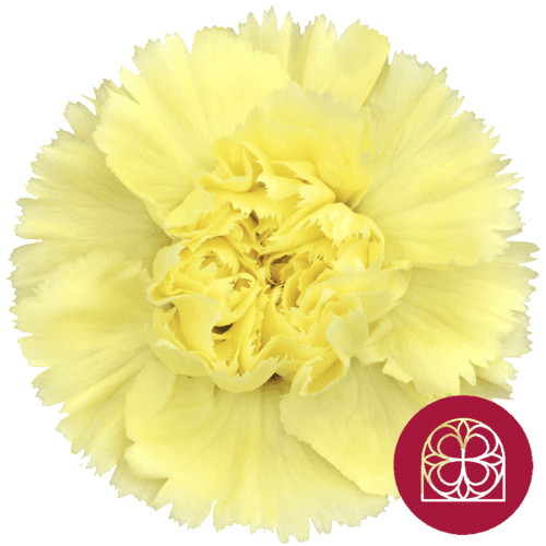 Boîte de 40 Œillets Jaunes, Fleur fraîche de 70 cm de long, bouquet de 40 tiges