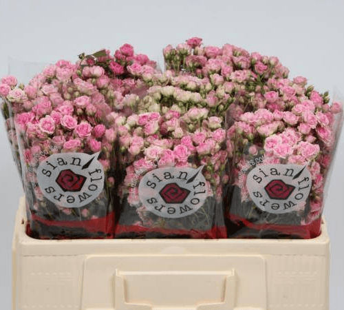 Rose branchue rose Gypsy Rose