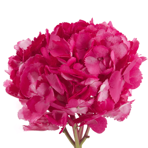 Hydrangea Pintado Crimson Premium