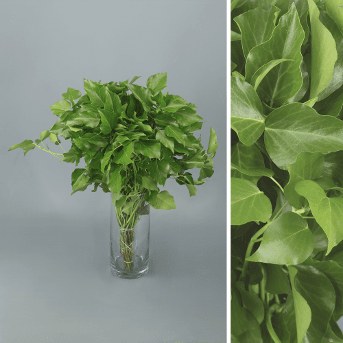 Arborea Green (sin fruto) 400 gr, Verde