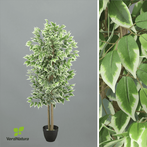 X Ficus Verdnatura x 20, Blanco/Verde