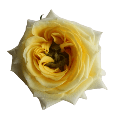 Bouquet de 25 Roses de Jardin Jaunes Carina, Fleur fraîche de 60 cm de long, 25 tiges