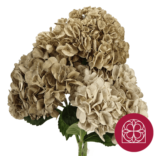 Ramo de 20 Hortensias Champagne, Flor fresca de 60 cm de largo, 20 tallos