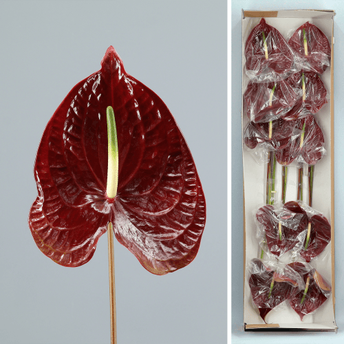 Sempre Anthurium Txokolate-kolorea, 45-55 cm luzeko lore freskoa, 10 zurtoineko sorta