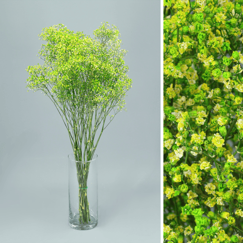 Gypsophila Million Stars preservada verde y amarilla