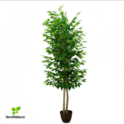 X Ficus Verdnatura x 20, Verde