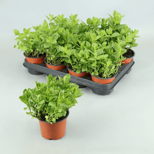 Hortelã-pimenta (Mentha x piperita) em vaso, Planta de 22 cm de altura, conjunto de 10 unidades