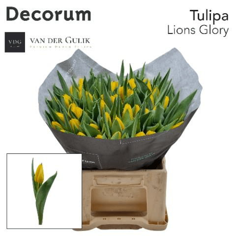 Tulipan Lions Glory