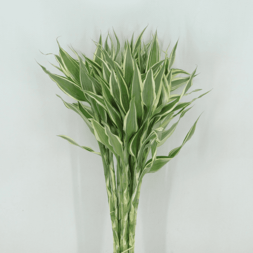 Dracena White, Blanco/Verde, 1 tallos, 52cm