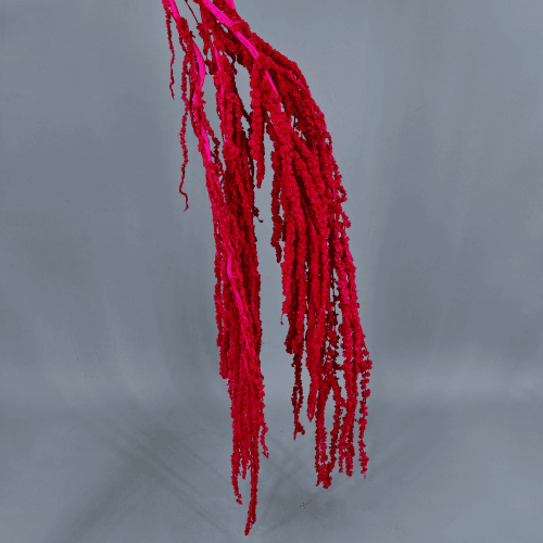 Amaranthus Fucsia