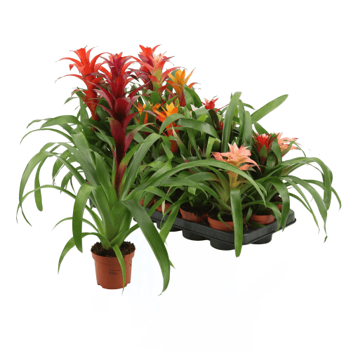 Bromelia Mix (15 Colors)