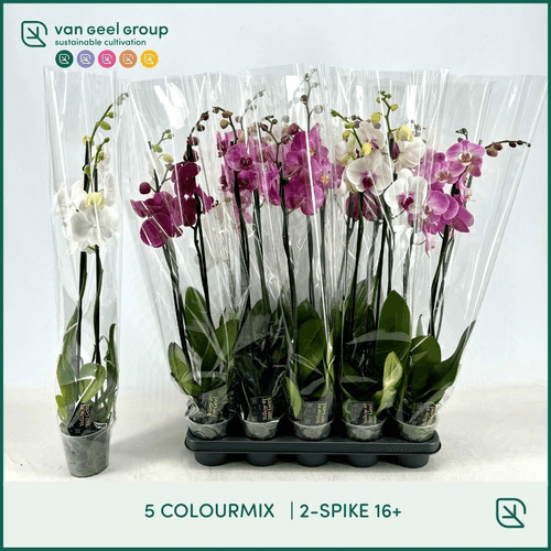 Pack de 10-12 Phalaenopsis (orquídea mariposa) multicolor 2 varas, Planta de 75 cm de alto, pack de 12 uds
