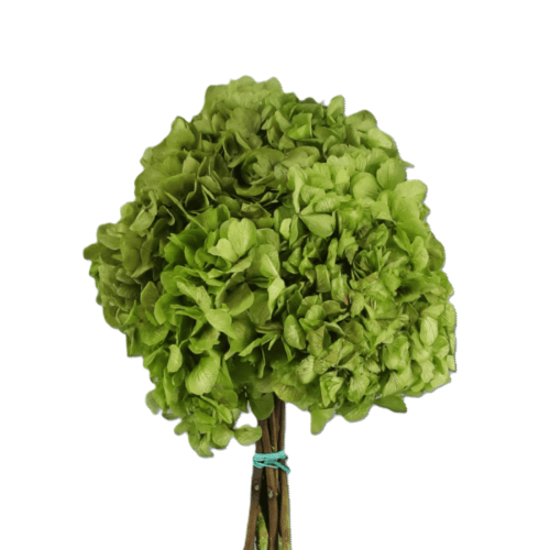 Hydrangea Verde, Verde