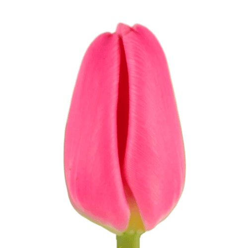 Tulipan Molto Amata