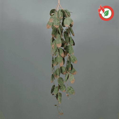 Guirlande Suspendue d'Eucalyptus Dollar Ignifugée
