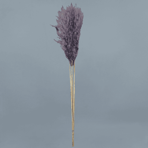 Plumero Pampas Berenjena (5 Tallos), Flor preservada de 115 cm de largo