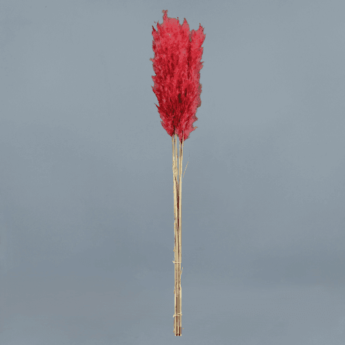 Hierba de la Pampa Teñida Rosa, Flor preservada de 115 cm de largo