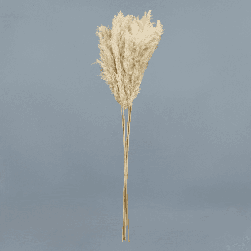 Plumero Pampas Blanco Holandés (5 Tallos), Flor preservada de 115 cm de largo