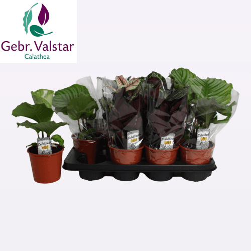 Calathea Mix (3 Colors)