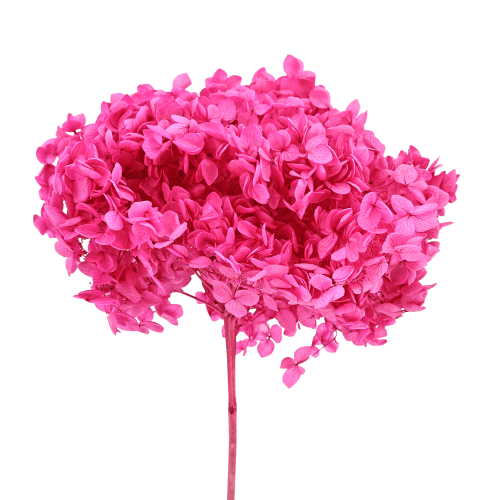 Hortensia Annabella préservé fuchsia, Fleur stabilisée de 70 cm de long