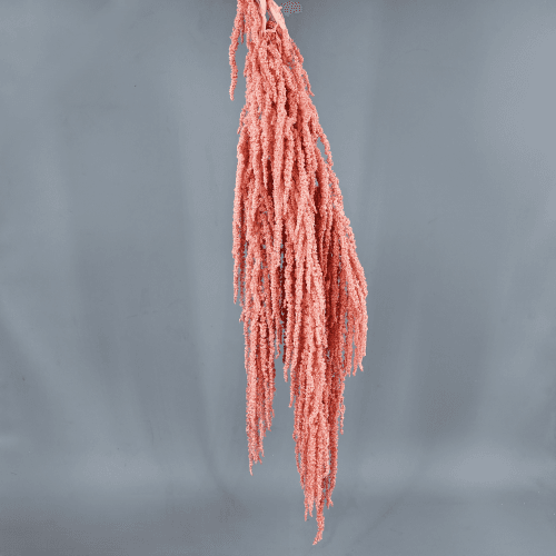 Amarante Stabilisée Saumon, Fleur stabilisée de 50-80 cm de long