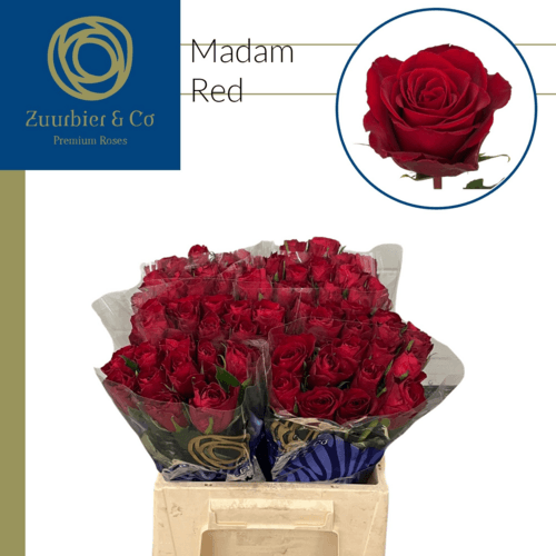 Rosa Madam Red