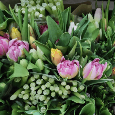 Tulipan Mix