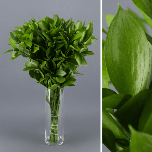 Ruscus, Verde, 1 tallos, 60cm