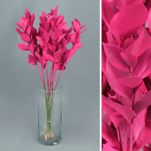 20 Ruscus Tindatu Fuksia sorta