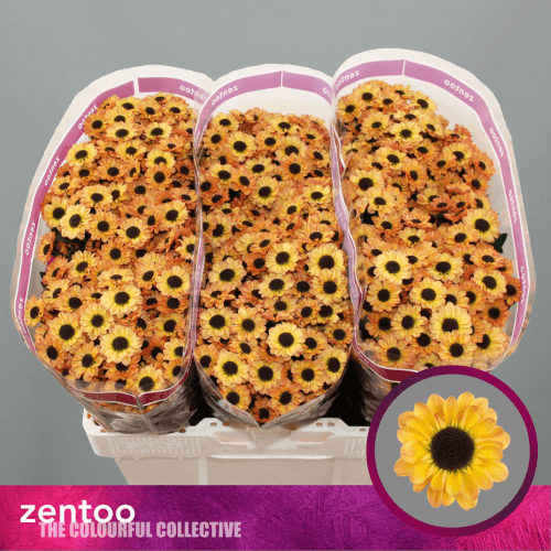 Bouquet de 25 Chrysanthèmes Santini Orange Clair Yin Yang Golden, Fleur fraîche de 55 cm de long, 25 tiges