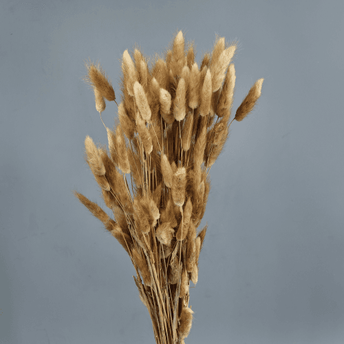 Lagurus Seco Natural, Flor seca de 40-60 cm de comprimento La Sempreviva