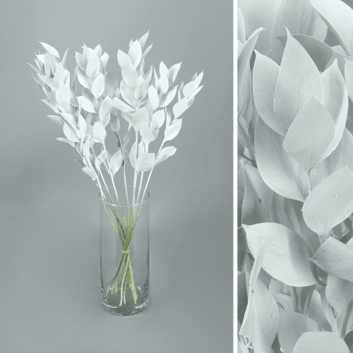 Ruscus Pintado Branco, Folhagem de 60 cm de comprimento, em molho