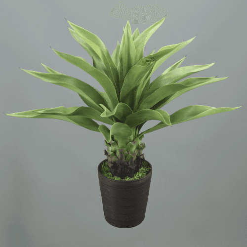 Agave Attenuata Artificiel