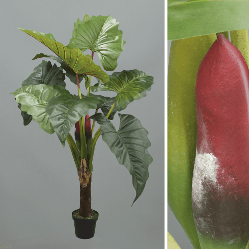 X Colocasia Esculenta, 1.65 m